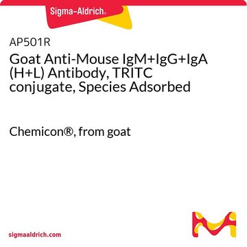 Goat Anti-Mouse IgM+IgG+IgA (H+L) Antibody, TRITC conjugate, Species Adsorbed Chemicon&#174;, from goat