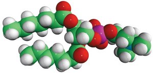 07:0 PC (DHPC) 1,2-diheptanoyl-sn-glycero-3-phosphocholine, chloroform
