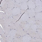 Anti-CRYL1 antibody produced in rabbit Prestige Antibodies&#174; Powered by Atlas Antibodies, affinity isolated antibody, buffered aqueous glycerol solution