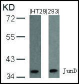 Anti-JUND (Ab-255) antibody produced in rabbit affinity isolated antibody