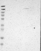 Anti-FNDC3A antibody produced in rabbit Prestige Antibodies&#174; Powered by Atlas Antibodies, affinity isolated antibody, buffered aqueous glycerol solution
