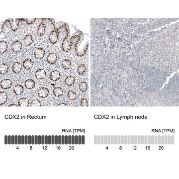 Anti-CDX2 antibody produced in mouse Prestige Antibodies&#174; Powered by Atlas Antibodies, clone CL12974, purified by using Protein A, buffered aqueous glycerol solution