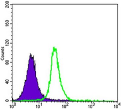 Anti-SMAD5 Antibody, clone 3H9 ascites fluid, clone 3H9, from mouse