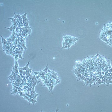 HEK293 FUS Knockout Human Cell Line