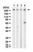 Anti-PTPRZ1 Antibody, clone 1J4 ZooMAb&#174; Rabbit Monoclonal recombinant, expressed in HEK 293 cells