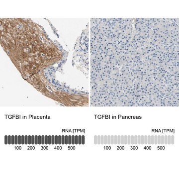 Anti-TGFBI antibody produced in rabbit Prestige Antibodies&#174; Powered by Atlas Antibodies, affinity isolated antibody, buffered aqueous glycerol solution