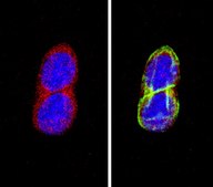 Anti-Somatostatin Antibody, clone YC7 culture supernatant, clone YC7, Chemicon&#174;