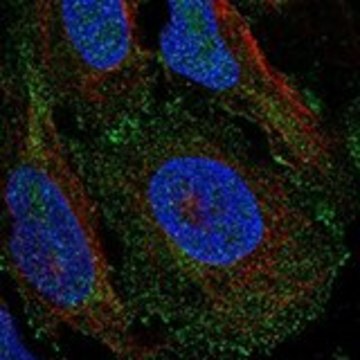 Anti-RALA antibody produced in rabbit Prestige Antibodies&#174; Powered by Atlas Antibodies, affinity isolated antibody, buffered aqueous glycerol solution