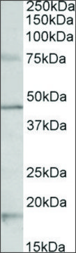 Anti-Htr1a antibody produced in goat affinity isolated antibody, buffered aqueous solution