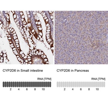 Anti-CYP2D6 antibody produced in rabbit Prestige Antibodies&#174; Powered by Atlas Antibodies, affinity isolated antibody, buffered aqueous glycerol solution