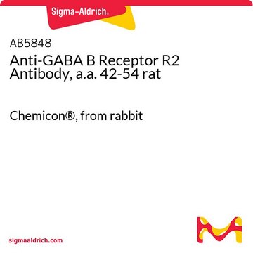 Anti-GABA B Receptor R2 Antibody, a.a. 42-54 rat Chemicon&#174;, from rabbit