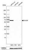 Anti-ACAD9 antibody produced in rabbit Prestige Antibodies&#174; Powered by Atlas Antibodies, affinity isolated antibody, buffered aqueous glycerol solution