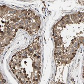 Anti-GFRA3 antibody produced in rabbit Prestige Antibodies&#174; Powered by Atlas Antibodies, affinity isolated antibody, buffered aqueous glycerol solution