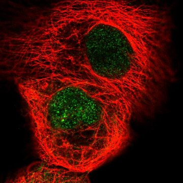 Anti-RSG1 antibody produced in rabbit Prestige Antibodies&#174; Powered by Atlas Antibodies, affinity isolated antibody