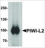 Anti-PIWIL2 antibody produced in rabbit affinity isolated antibody