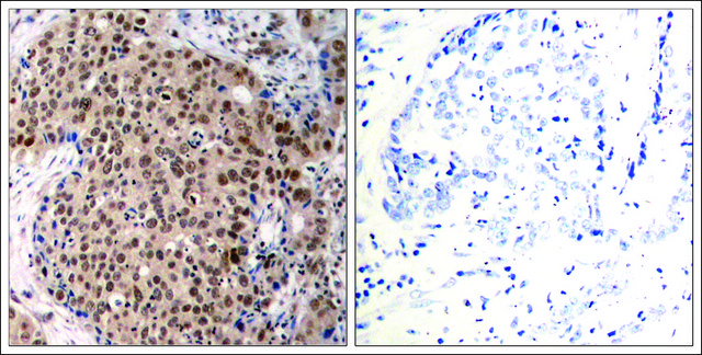 Anti-phospho-MAPKAPK2 (pThr334) antibody produced in rabbit affinity isolated antibody