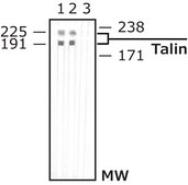 Monoclonal Anti-Talin antibody produced in mouse clone 8d4, ascites fluid