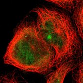 Anti-TRIM25 antibody produced in rabbit Prestige Antibodies&#174; Powered by Atlas Antibodies, affinity isolated antibody, buffered aqueous glycerol solution