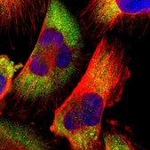 Anti-CDK3 antibody produced in rabbit Prestige Antibodies&#174; Powered by Atlas Antibodies, affinity isolated antibody, buffered aqueous glycerol solution