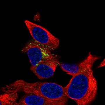 Anti-B3GAT1 antibody produced in rabbit Prestige Antibodies&#174; Powered by Atlas Antibodies, affinity isolated antibody