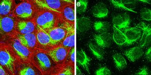 Anti-Calreticulin Antibody, clone 1F16 ZooMAb&#174; Rabbit Monoclonal recombinant, expressed in HEK 293 cells