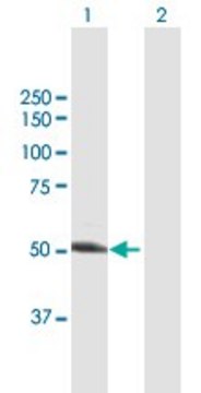 Anti-UGP2 antibody produced in mouse purified immunoglobulin, buffered aqueous solution