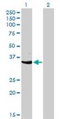 Monoclonal Anti-CDK3 antibody produced in mouse clone 3C12, purified immunoglobulin, buffered aqueous solution