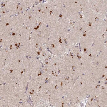 Anti-STX16 antibody produced in rabbit Prestige Antibodies&#174; Powered by Atlas Antibodies, affinity isolated antibody, buffered aqueous glycerol solution