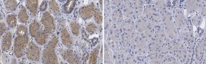 Anti-pan Ago Antibody, clone 2A8 ZooMAb&#174; Mouse Monoclonal recombinant, expressed in HEK 293 cells