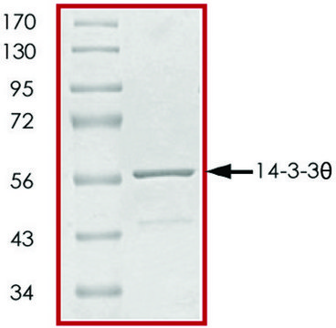 14-3-3 &#952;, GST tagged human recombinant, expressed in E. coli, &#8805;70% (SDS-PAGE), buffered aqueous glycerol solution