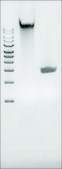 Microbial DNA standard from Bacillus subtilis Suitable for PCR, Sequencing and NGS, 10&#160;ng/&#956;L