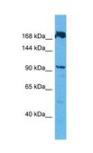 Anti-GOLGB1 antibody produced in rabbit affinity isolated antibody