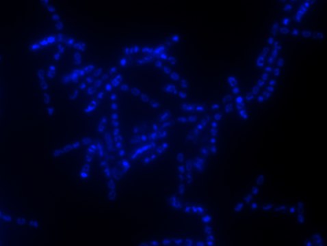 Alphaproteobacteria FISH probe-Cy3 Probe for fluorescence in situ hybridization (FISH), 20&#160;&#956;M in water