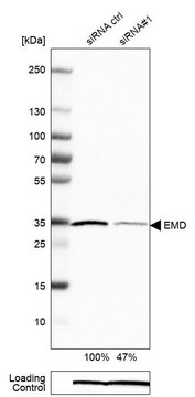 Monoclonal Anti-EMD antibody produced in mouse Prestige Antibodies&#174; Powered by Atlas Antibodies, clone CL0201, purified immunoglobulin, buffered aqueous glycerol solution