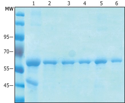 Anti-C-Myc Magnetic Beads Magnetic agarose, suspension