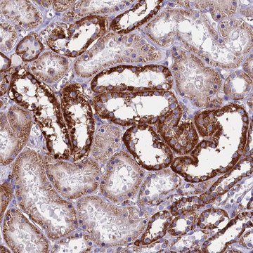 Anti-IL20RA antibody produced in rabbit Prestige Antibodies&#174; Powered by Atlas Antibodies, affinity isolated antibody, buffered aqueous glycerol solution