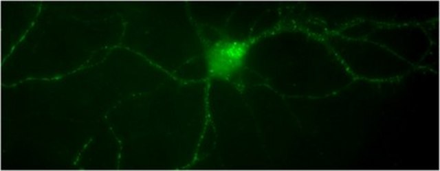 Anti-phospho-TrkA (Tyr794) Antibody from rabbit, purified by affinity chromatography