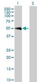 Anti-F7 antibody produced in rabbit purified immunoglobulin, buffered aqueous solution