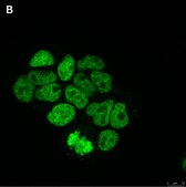 Anti-Histone H3.3 G34R Antibody, clone 2L10 ZooMAb&#174; Rabbit Monoclonal recombinant, expressed in HEK 293 cells