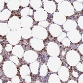 Anti-P2RY13 antibody produced in rabbit Prestige Antibodies&#174; Powered by Atlas Antibodies, affinity isolated antibody, buffered aqueous glycerol solution