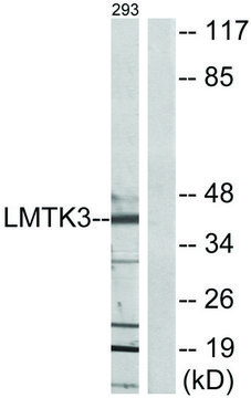 Anti-LMTK3 antibody produced in rabbit affinity isolated antibody