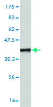 ANTI-ZIC1 antibody produced in mouse clone 1D12, purified immunoglobulin, buffered aqueous solution