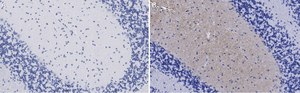 Anti-GluR1 Antibody, clone 1C11, ZooMAb&#174; Rabbit Monoclonal recombinant, expressed in HEK 293 cells