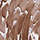Anti-SYNM antibody produced in rabbit Prestige Antibodies&#174; Powered by Atlas Antibodies, affinity isolated antibody, buffered aqueous glycerol solution