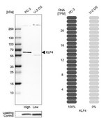 Anti-KLF4 antibody produced in rabbit Prestige Antibodies&#174; Powered by Atlas Antibodies, affinity isolated antibody, buffered aqueous glycerol solution