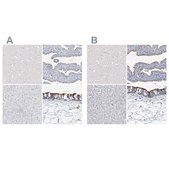 Anti-DNAH5 antibody produced in rabbit Prestige Antibodies&#174; Powered by Atlas Antibodies, affinity isolated antibody, buffered aqueous glycerol solution