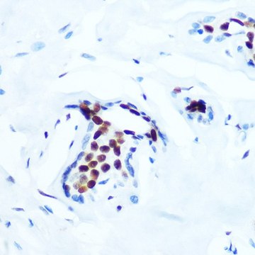 Anti-Phospho-c-Jun-T91 antibody produced in rabbit