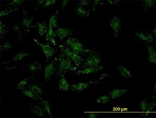 Monoclonal Anti-CFL2 antibody produced in mouse clone 6G9, purified immunoglobulin, buffered aqueous solution