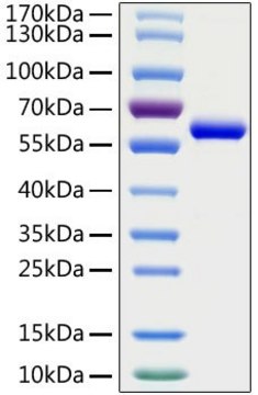 Recombinant 2019-nCoV Spike RBD Protein with mFc tag