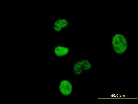 Anti-NCBP1 antibody produced in mouse IgG fraction of antiserum, buffered aqueous solution